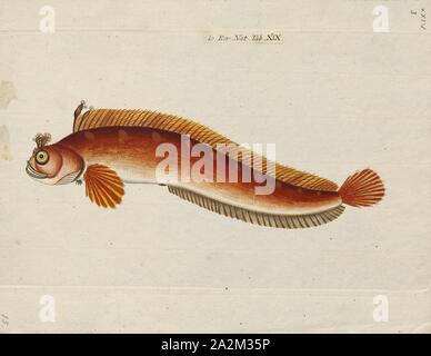 Blennius sanguinolentus, Print, Blennius is a Genus of combtooth blenny in the family Blenniidae. Its members include Blennius ocellaris, the Butterfly Blenny., 1700-1880 Stock Photo