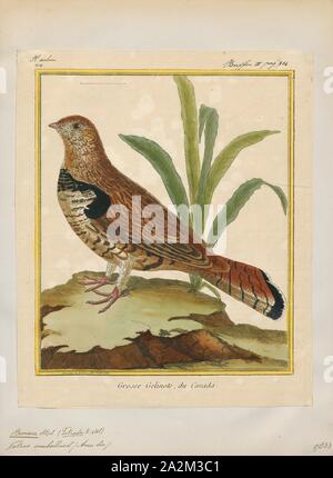 Bonasa umbellus, Print, The ruffed grouse (Bonasa umbellus) is a medium-sized grouse occurring in forests from the Appalachian Mountains across Canada to Alaska. It is non-migratory. It is the only species in the genus Bonasa., 1700-1880 Stock Photo