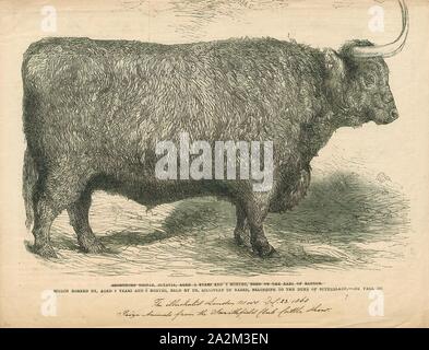 Bos domesticus, Print, Bos is the genus of wild and domestic cattle ...