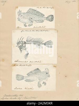 Spotted handfish, Brachionichthys hirsutus, found in the coastal waters ...