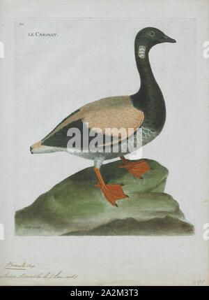 Branta bernicla, Print, The brant, or brent goose (Branta bernicla), is a species of goose of the genus Branta. The black brant is a pacific North American subspecies., 1790-1796 Stock Photo