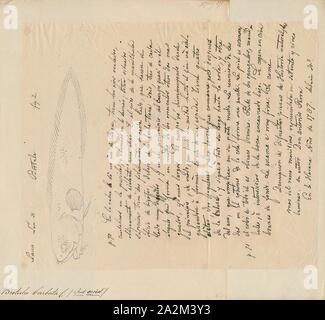 Brotula barbata, Bearded Brotula Stock Photo Alamy