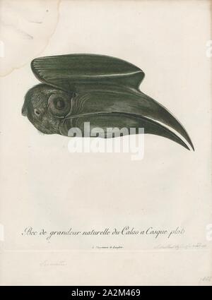 Buceros hydrocorax, Print, The rufous hornbill (Buceros hydrocorax), also known as the Philippine hornbill and locally as kalaw (pronounced kah-lau), is a large species of hornbill., head Stock Photo