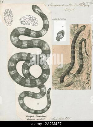 Bungarus annularis, Print, Bungarus is a genus of venomous elapid snakes, the kraits, found in South and Southeast Asia. The genus Bungarus has 15 species., 1700-1880 Stock Photo
