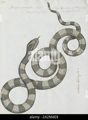 Bungarus annularis, Print, Bungarus is a genus of venomous elapid snakes, the kraits, found in South and Southeast Asia. The genus Bungarus has 15 species., 1734-1765 Stock Photo