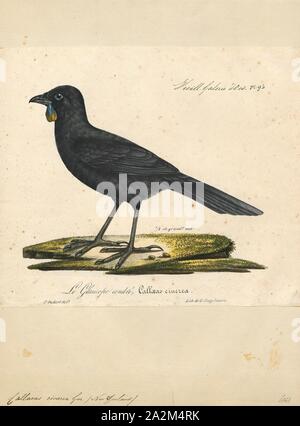 Callaeas cinerea, Print, The South Island kōkako (Callaeas cinereus) is a possibly extinct forest bird endemic to the South Island of New Zealand. Unlike its close relative the North Island kōkako it has largely orange wattles, with only a small patch of blue at the base, and was also known as the orange-wattled crow (though it was not a corvid). The last accepted sighting in 2007 was the first considered genuine since 1967, although there have been several other unauthenticated reports., 1825-1834
