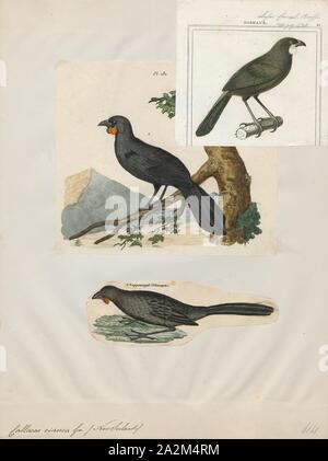Callaeas cinerea, Print, The South Island kōkako (Callaeas cinereus) is a possibly extinct forest bird endemic to the South Island of New Zealand. Unlike its close relative the North Island kōkako it has largely orange wattles, with only a small patch of blue at the base, and was also known as the orange-wattled crow (though it was not a corvid). The last accepted sighting in 2007 was the first considered genuine since 1967, although there have been several other unauthenticated reports., 1833-1839