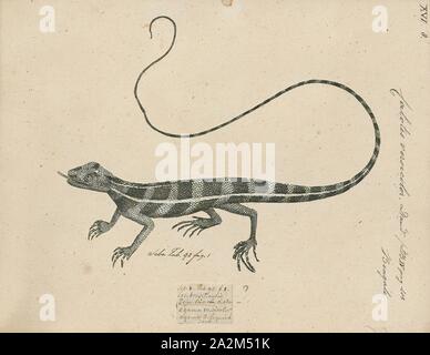Calotes versicolor, Print, The oriental garden lizard, eastern garden lizard, bloodsucker or changeable lizard (Calotes versicolor) is an agamid lizard found widely distributed in indo-Malaya. It has also been introduced in many other parts of the world., 1700-1880 Stock Photo