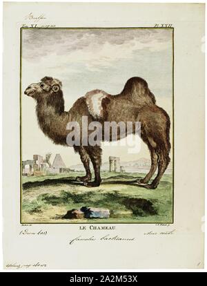 Camelus bactrianus, Print, The Bactrian camel (Camelus bactrianus) is a large, even-toed ungulate native to the steppes of Central Asia. The Bactrian camel has two humps on its back, in contrast to the single-humped dromedary camel. Its population of two million exists mainly in the domesticated form. Their name comes from the ancient historical region of Bactria., 1700-1880 Stock Photo