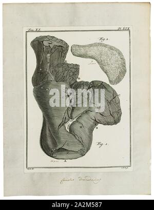 Camelus dromedarius, Print, The dromedary, also called the Arabian camel (Camelus dromedarius), is a large, even-toed ungulate with one hump on its back. The dromedary is the tallest of the three species of camel; adult males stand 1.8–2 m (5.9–6.6 ft) at the shoulder, while females are 1.7–1.9 m (5.6–6.2 ft) tall. Males typically weigh between 400 and 600 kg (880 and 1, 320 lb), and females weigh between 300 and 540 kg (660 and 1, 190 lb). The species' distinctive features include its long, curved neck, narrow chest, a single hump (compared with two on the Bactrian camel and wild Bactrian Stock Photo