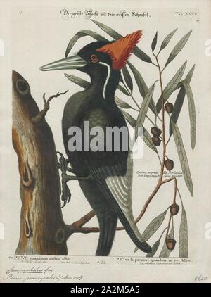 Campephilus principalis, Print, The ivory-billed woodpecker (Campephilus principalis) is one of the largest woodpeckers in the world, at roughly 20 inches (51 cm) long and 30 inches (76 cm) in wingspan. It is native to types of virgin forest ecosystems found in the southeastern United States and Cuba. Habitat destruction and, to a lesser extent, hunting has reduced populations so thoroughly that the species is very probably extinct, though sporadic reports of sightings have continued into the 21st century. The ivory-billed woodpecker, dubbed the 'holy grail bird Stock Photo