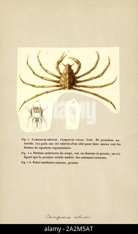 Camposcia retusa, Print, Camposcia retusa, known commonly as the spider decorator crab, is a species of marine crustacea in the family Inachidae Stock Photo