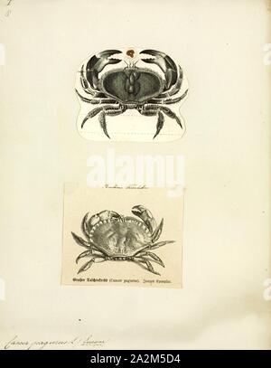 Cancer pagurus, Print, Cancer pagurus, commonly known as the edible crab or brown crab, is a species of crab found in the North Sea, North Atlantic Ocean, and perhaps the Mediterranean Sea. It is a robust crab of a reddish-brown colour, having an oval carapace with a characteristic 'pie crust' edge and black tips to the claws. A mature adult may have a carapace width up to 25 cm (10 in) and weigh up to 3 kg (6.6 lb). C. pagurus is a nocturnal predator, targeting a range of molluscs and crustaceans. It is the subject of the largest crab fishery in Western Europe, centred on the coasts of the Stock Photo