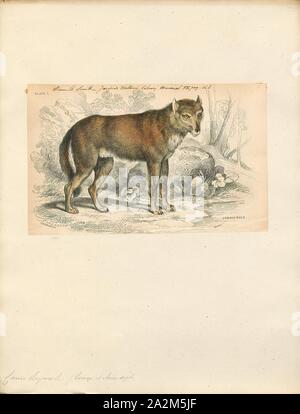 The wolf, Canis lupus, also known as the grey wolf or timber wolf is a ...