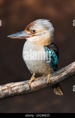 Portrait of a blue-winged kookaburra Stock Photo