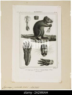 Desmarest's hutia (Capromys pilorides), also known as the Cuban hutia ...