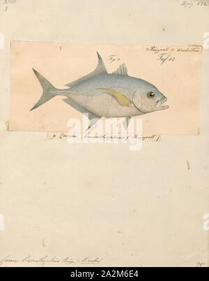Caranx bixanthopterus, Print, The bluefin trevally, Caranx melampygus (also known as the bluefin jack, bluefin kingfish, bluefinned crevalle, blue ulua, omilu and spotted trevally), is a species of large, widely distributed marine fish classified in the jack family, Carangidae. The bluefin trevally is distributed throughout the tropical waters of the Indian and Pacific Oceans, ranging from Eastern Africa in the west to Central America in the east, including Japan in the north and Australia in the south. The species grows to a maximum known length of 117 cm and a weight of 43.5 kg, however is Stock Photo