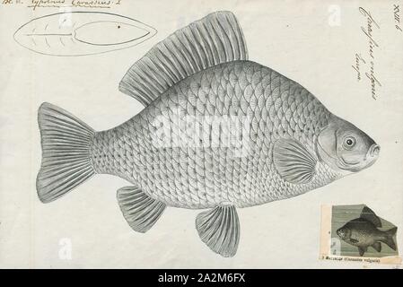 Common Carp Diagram