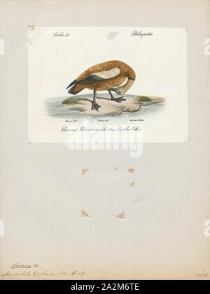 Casarca rutila, Print, The ruddy shelduck (Tadorna ferruginea), known in India as the Brahminy duck, is a member of the family Anatidae. It is a distinctive waterfowl, 58 to 70 cm (23 to 28 in) in length with a wingspan of 110 to 135 cm (43 to 53 in). It has orange-brown body plumage with a paler head, while the tail and the flight feathers in the wings are black, contrasting with the white wing-coverts. It is a migratory bird, wintering in the Indian subcontinent and breeding in southeastern Europe and central Asia, though there are small resident populations in North Africa. It has a loud Stock Photo