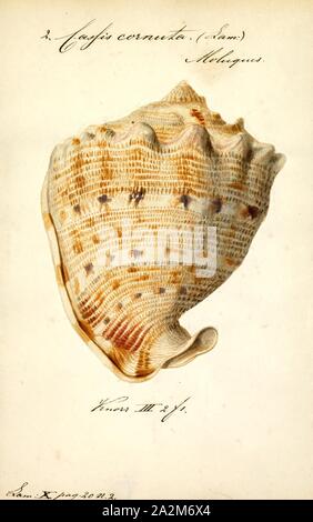 Cassis cornuta, Print, Cassis cornuta, common name the horned helmet, is a species of extremely large sea snail, a marine gastropod mollusc in the family Cassidae, the helmet shells and their allies Stock Photo