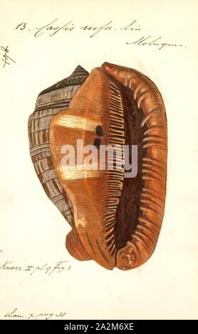 Cassis rufa, Print, Cypraecassis rufa is a species of large sea snail, a marine gastropod mollusc in the family Cassidae. It is commonly known as the bullmouth shell or red helmet shell, and also as the cameo shell Stock Photo