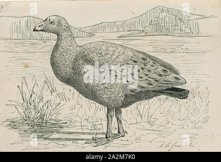 Cereopsis novae-hollandiae, Print, Cape Barren goose, The Cape Barren goose (Cereopsis novaehollandiae)is a large goose resident in southern Australia. The species is named for Cape Barren Island, where specimens were first sighted by European explorers., 1864-1915 Stock Photo