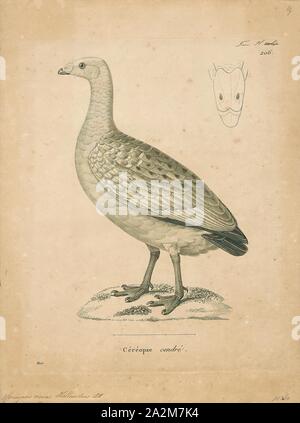 Cereopsis novae hollandiae, Print, Cape Barren goose, The Cape Barren goose (Cereopsis novaehollandiae)is a large goose resident in southern Australia. The species is named for Cape Barren Island, where specimens were first sighted by European explorers., 1700-1880 Stock Photo