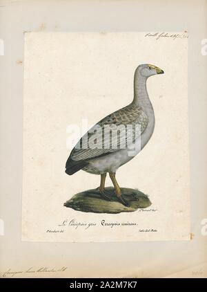 Cereopsis novae hollandiae, Print, Cape Barren goose, The Cape Barren goose (Cereopsis novaehollandiae)is a large goose resident in southern Australia. The species is named for Cape Barren Island, where specimens were first sighted by European explorers., 1825-1834 Stock Photo