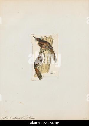 Certhia himalayana, Print, The bar-tailed treecreeper (Certhia himalayana), or the Himalayan treecreeper is a species of bird in the family Certhiidae. It is found primarily in the northern parts of the Indian subcontinent, particularly in the Himalayas, as well as in adjoining regions. It is found in Afghanistan, India, Iran, Kazakhstan, Burma, Nepal, Tibet, Russia, Tajikistan, Turkmenistan, and Uzbekistan. Its natural habitats are boreal forests and temperate forests., 1820-1860 Stock Photo