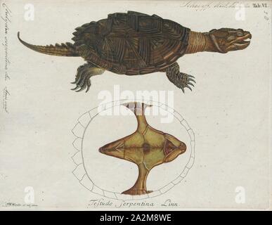 Chelydra serpentina, Print, The common snapping turtle (Chelydra serpentina) is a large freshwater turtle of the family Chelydridae. Its natural range extends from southeastern Canada, southwest to the edge of the Rocky Mountains, as far east as Nova Scotia and Florida. The three species of Chelydra and the larger alligator snapping turtles (genus Macrochelys) are the only extant chelydrids, a family now restricted to the Americas. The common snapping turtle, as its name implies, is the most widespread., 1700-1880 Stock Photo