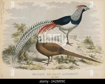 Chrysolophus amherstiae, Print, The Lady Amherst's pheasant (Chrysolophus amherstiae) is a bird of the order Galliformes and the family Phasianidae. The genus name is from Ancient Greek khrusolophos, 'with golden crest'. The English name and amherstiae commemorates Sarah Amherst, wife of William Pitt Amherst, Governor General of Bengal, who was responsible for sending the first specimen of the bird to London in 1828., 1871 Stock Photo