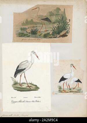 Ciconia alba, Print, The white stork (Ciconia ciconia) is a large bird in the stork family Ciconiidae. Its plumage is mainly white, with black on its wings. Adults have long red legs and long pointed red beaks, and measure on average 100–115 cm (39–45 in) from beak tip to end of tail, with a 155–215 cm (61–85 in) wingspan. The two subspecies, which differ slightly in size, breed in Europe (north to Finland), northwestern Africa, southwestern Asia (east to southern Kazakhstan) and southern Africa. The white stork is a long-distance migrant, wintering in Africa from tropical Sub-Saharan Africa Stock Photo