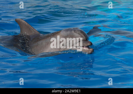 A bottlenose dolphin opens its mouth Stock Photo