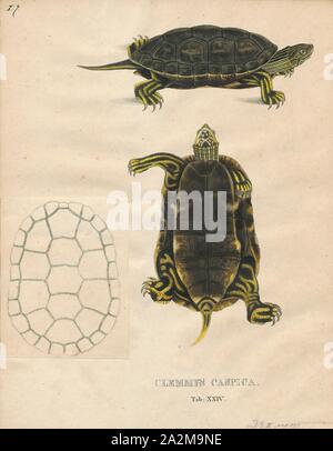 Clemmys caspica, Print, Spotted turtle, The spotted turtle (Clemmys guttata), the only species of the genus Clemmys, is a small, semi-aquatic turtle that reaches a carapace length of 8–12 cm (3.1–4.7 in) upon adulthood. Their broad, smooth, low dark-colored upper shell, or carapace, ranges in its exact colour from black to a bluish black with a number of tiny yellow round spots. The spotting patterning extends from the head, to the neck and out onto the limbs. Males and females can be distinguished by differences in plastron shape and eye and chin colouration., 1700-1880 Stock Photo