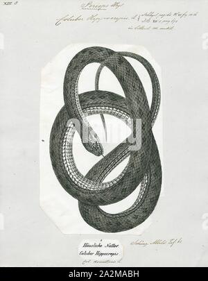 Coluber hippocrepis, Print, The horseshoe whip snake (Hemorrhois hippocrepis) is a species of snake in the family Colubridae . It is native to southwestern Europe and northern Africa., 1700-1880 Stock Photo