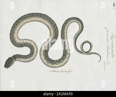 Coluber natrix, Print, The grass snake (Natrix natrix), sometimes called the ringed snake or water snake, is a Eurasian non-venomous snake. It is often found near water and feeds almost exclusively on amphibians. The barred grass snake, Natrix helvetica, was split off as a separate species in 2017., 1700-1880 Stock Photo