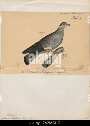 Columba albitorques, Print, The white-collared pigeon (Columba albitorques) is a species of bird in the family Columbidae., 1835 Stock Photo