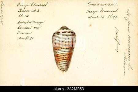 Conus aurisiacus, Print, Conus aurisiacus, common name the aurisiacus ...