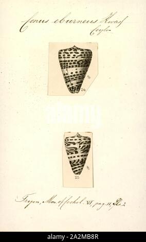 Conus eburneus, Print, Conus eburneus, common name the ivory cone, is a ...
