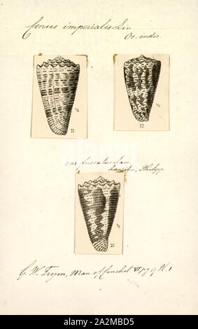 Conus imperialis, Print, Conus imperialis, common name the imperial ...