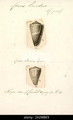 Conus lividus, Print, Conus lividus, common name the livid cone, is a ...