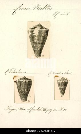 Conus rattus, Print, Conus rattus, common name the rat cone, is a ...