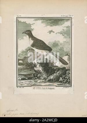 Coua gigas, Print, The giant coua (Coua gigas) is a bird species from the coua genus in the cuckoo family that is endemic to the dry forests of western and southern Madagascar. It is suggested that couas probably originated from a particular Asian ground-cuckoo (Dinets 2007). Genus coua contains 10 species, more than any other genus in Madagascar (Moreau 1966). Although the bird is listed under least concern (LC) in the IUCN Red List of Threatened Species, it only persists in the biological hot spot of Madagascar, warranting its recognition as a species of conservation concern at the global Stock Photo