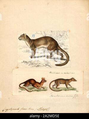 Cryptoprocta ferox, Print, The fossa is a cat-like, carnivorous mammal endemic to Madagascar. It is a member of the Eupleridae, a family of carnivorans closely related to the mongoose family (Herpestidae). Its classification has been controversial because its physical traits resemble those of cats, yet other traits suggest a close relationship with viverrids (most civets and their relatives). Its classification, along with that of the other Malagasy carnivores, influenced hypotheses about how many times mammalian carnivores have colonized Madagascar. With genetic studies demonstrating that the Stock Photo