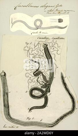 Cucullanus elegans, Print, Cucullanus elegans is a species of parasitic nematode. It is an endoparasite of the European perch (Perca fluviatilis Stock Photo