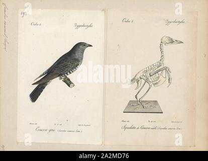 Cuculus canorus, Print, The common cuckoo (Cuculus canorus) is a member of the cuckoo order of birds, Cuculiformes, which includes the roadrunners, the anis and the coucals Stock Photo