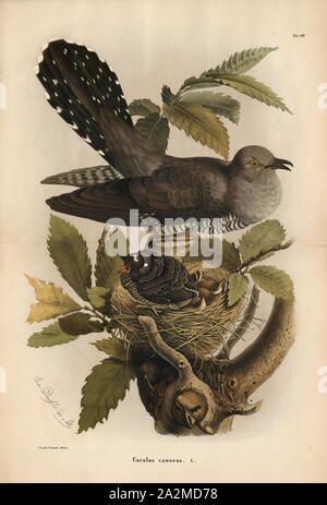 Cuculus canorus, Print, The common cuckoo (Cuculus canorus) is a member of the cuckoo order of birds, Cuculiformes, which includes the roadrunners, the anis and the coucals., 1700-1880 Stock Photo