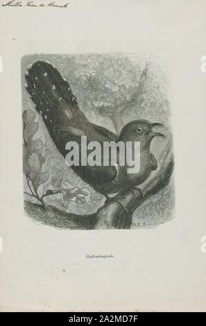 Cuculus canorus, Print, The common cuckoo (Cuculus canorus) is a member of the cuckoo order of birds, Cuculiformes, which includes the roadrunners, the anis and the coucals., 1882-1883 Stock Photo