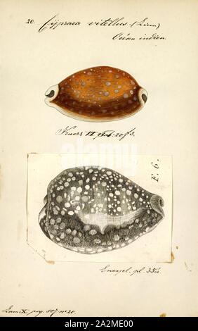 Cypraea vitellus, Print, Lyncina vitellus, common name : the calf cowry or the Pacific deer cowry, is a species of sea snail, a cowry, a marine gastropod mollusk in the family Cypraeidae, the cowries Stock Photo