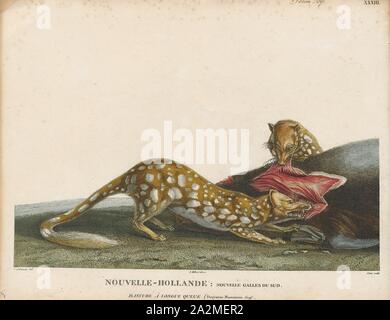 Dasyurus maculatus, Print, The tiger quoll (Dasyurus maculatus), also known as the spotted-tail quoll, the spotted quoll, the spotted-tail dasyure or the tiger cat, is a carnivorous marsupial of the quoll genus Dasyurus native to Australia. With males and females weighing around 3.5 and 1.8 kg, respectively, it is mainland Australia's largest carnivorous marsupial, and the world's longest extant carnivorous marsupial (the biggest is the Tasmanian devil). Two subspecies are recognised; the nominate is found in wet forests of southeastern Australia and Tasmania, and a northern subspecies, D. m Stock Photo